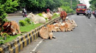 The slaughter of an animal ... | मोकाट जनावरांचा ठिय्या... : The slaughter of an animal ... | मोकाट जनावरांचा ठिय्या... :