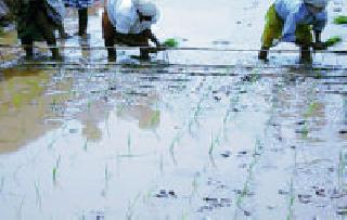 The neglect of the farmers in the system | श्री पध्दतीकडे शेतकऱ्यांचे दुर्लक्ष The neglect of the farmers in the system | श्री पध्दतीकडे शेतकऱ्यांचे दुर्लक्ष
