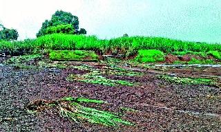 In Igatpuri taluka, the Santhandra | इगतपुरी तालुक्यात संततधार