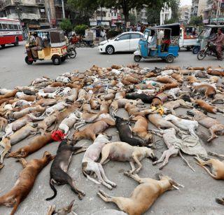 700 dreaded dogs murdered in Pakistan | पाकिस्तानात 700 भटक्या कुत्र्यांची हत्या