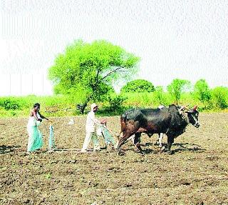 Sowing of 6 lakh hectares has not been completed | सहा लाख हेक्टरवरील पेरण्या आटोपल्या