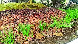 Inseparaton farmers started the onion | जिल्ह्यात कांदा लागला सडू शेतकरी