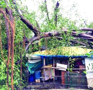 6 people injured in tree collapse in Dombivli | डोंबिवलीत चाळीवर झाड कोसळून ६ जण जखमी