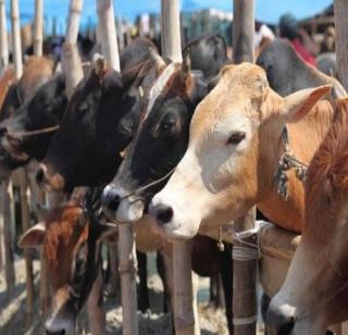 500 cow's death in Rajasthan Govt. Goshala | राजस्थानातील सरकारी गोशाळेत ५०० गायींचा मृत्यू