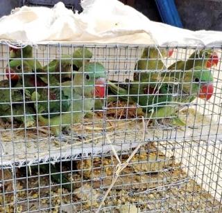 Ban bird and animal sales | पक्षी-प्राण्यांच्या विक्रीवर बंदी घाला