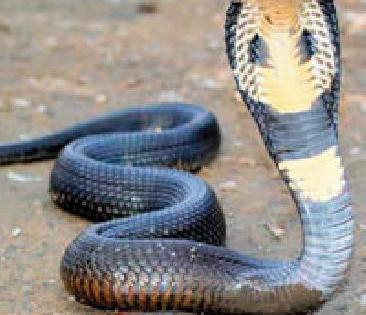 707 snake bite in one and a half years | दीड वर्षांत ७०७ सर्पदंश 707 snake bite in one and a half years | दीड वर्षांत ७०७ सर्पदंश