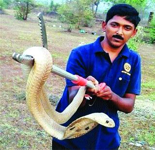 Many misconceptions about snakes today | सापांबाबत आजही अनेक गैरसमज