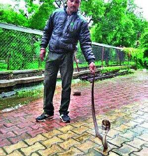 Shevgeedarana caught a six-foot snake | शेवगेदारणा येथे सहा फुटी नाग पकडला