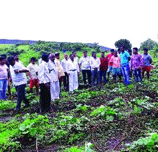 Morobe demolished farming in the dam area | मोरबे धरण क्षेत्रातील शेती उद्ध्वस्त