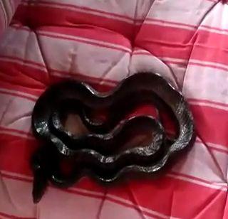 VIDEO: From Nagapanchami resident of Lord Shiva's Samadhi Samadhi! | VIDEO : नागपंचमीपासून काशिनाथ महाराजांच्या समाधीस्थळी सापाचे वास्तव्य! VIDEO: From Nagapanchami resident of Lord Shiva's Samadhi Samadhi! | VIDEO : नागपंचमीपासून काशिनाथ महाराजांच्या समाधीस्थळी सापाचे वास्तव्य!