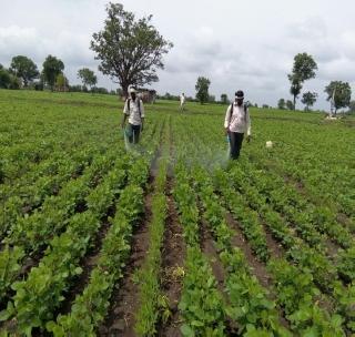 Due to the rainy season, the cultivation of sputum, the speed of liberation! | पावसाने उसंत देताच मशागत, निंदणाच्या कामाला वेग !