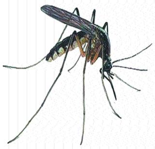 There are 100 cigarettes consumed daily to get rid of mosquito | डास पळविण्यासाठी प्यायल्या जातात दररोज १०० सिगारेट