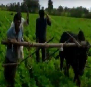 VIDEO: Farmer in place of bullock carriage! | VIDEO : डवरणीसाठी बैलाच्या जागी शेतकरी!