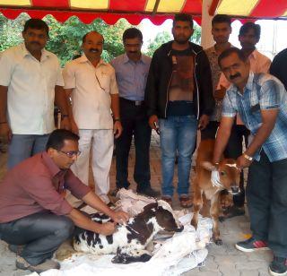 ... and the injured calf 'Manusaki' was overwhelmed! | ... अन् जखमी वासरं 'माणुसकी'नं भारावली !