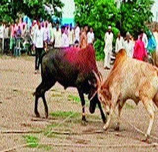 Pimpalagaw Thunder | बैलांच्या झुंजीचा पिंपळगावला थरार