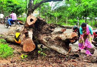 The dried tree collapses | वाळलेले झाड कोसळले The dried tree collapses | वाळलेले झाड कोसळले