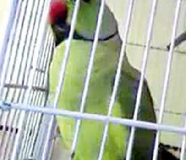 When will the parrot in the prison? | कैदेतील पोपट कधी घेणार भरारी?