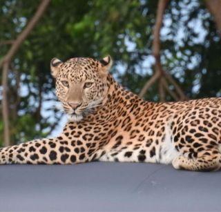 VIDEO: Free communication in the village of Leopard | VIDEO: बिबट्याचा गावात मुक्तसंचार