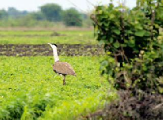 Visitors to the Verora forest complex! | पर्यटकांना खुणावतोयं वरोरा जंगल परिसर ! Visitors to the Verora forest complex! | पर्यटकांना खुणावतोयं वरोरा जंगल परिसर !