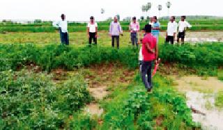 Crop damage from wild animals | वन्य प्राण्यांकडून पिकांचे नुकसान Crop damage from wild animals | वन्य प्राण्यांकडून पिकांचे नुकसान