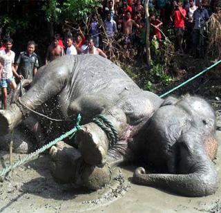 Assam elephant traveling 1700 km to death in Bangladesh | १७०० किमी प्रवास करणा-या आसामच्या हत्तीचा बांगलादेशात मृत्यू