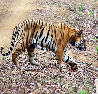 Two suspects were arrested on the suspicion of 'Jai' Tiger murder | 'जय' वाघाच्या हत्येच्या संशयावरून दोघे संशयित ताब्यात Two suspects were arrested on the suspicion of 'Jai' Tiger murder | 'जय' वाघाच्या हत्येच्या संशयावरून दोघे संशयित ताब्यात