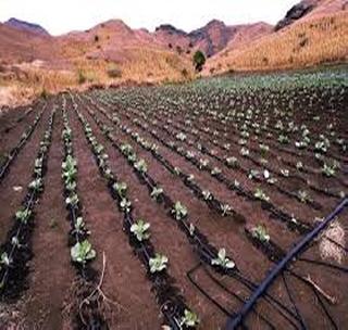 Micro-irrigation set sampling 'lost'! | सूक्ष्म सिंचन संच नमूने तपासणीला ‘खो’!