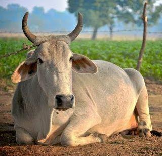 Gorkhara Hindu Jagaran Vedakite activists killed | गोरक्षकांचा हिंदू जागरण वेदिकेच्या कार्यकर्त्यांनी केला खून