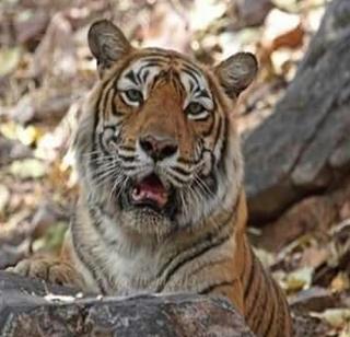 Death of 'Rani' of Ranthambore 'Fish' Vagina | रणथंबोरची राणी 'मछली' वाघीणीचा मृत्यू