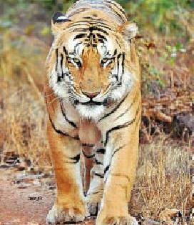 Forest Department is unwell for 'Jai'! | वन विभाग ‘जय’साठी अस्वस्थ!