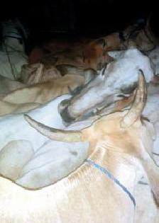 Nine animals released | नऊ जनावरांची सुटका Nine animals released | नऊ जनावरांची सुटका