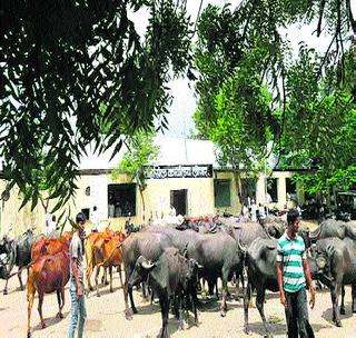 Thousands of animals on the tehsil with animals | पशुमालकांचा तहसीलवर जनावरांसह ठिय्या