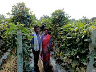 25 lakhs of profits from vegetable cultivation | भाजीपाला लागवडीतून अडीच लाखांचा नफा