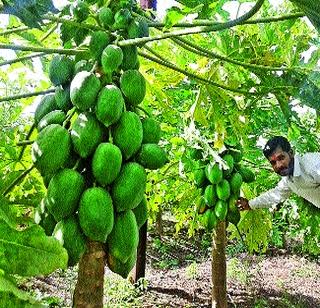 Profit by Papaya Plant in Sugarcane Plates | उसाच्या पट्ट्यात दिला पपई लागवडीने नफा