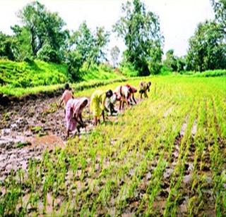 Kharif crops will be guaranteed in February! | खरिपातील पिकांचे हमीदर ठरणार फेब्रुवारीत!