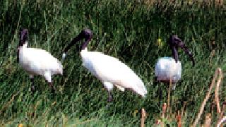 View of the rare white kakkara | दुर्मिळ पांढऱ्या कंकराचे दर्शन