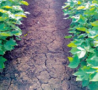 Waiting for rain in Kharif crops | खरीपातील पिकांना पावसाची प्रतीक्षा Waiting for rain in Kharif crops | खरीपातील पिकांना पावसाची प्रतीक्षा