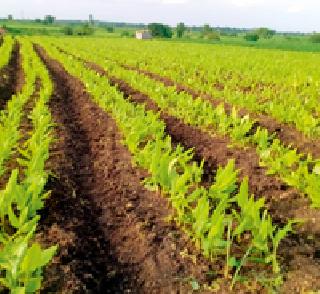 Turmeric crop emerges ... | हळद पीक बहरले...