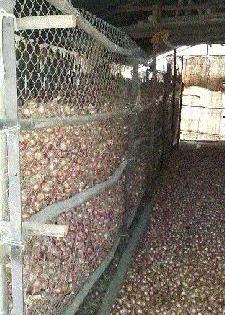 In Yeola, 40 percent of onion chawls fall | येवल्यात ४० टक्के कांदा चाळीत पडून In Yeola, 40 percent of onion chawls fall | येवल्यात ४० टक्के कांदा चाळीत पडून