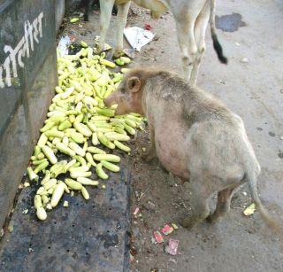 Time to throw cucumber on the farmers | शेतक-यांवर आली काकडी फेकून देण्याची वेळ