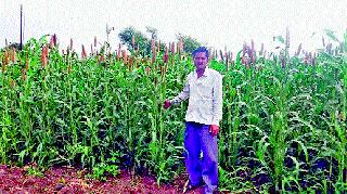 Successful cultivation of millet in token method | टोकन पद्धतीने बाजरीची लागवड यशस्वी Successful cultivation of millet in token method | टोकन पद्धतीने बाजरीची लागवड यशस्वी
