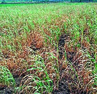 Due to drought in the fourth year in Baramati | बारामतीत चौथ्या वर्षीही दुष्काळाच्या झळा Due to drought in the fourth year in Baramati | बारामतीत चौथ्या वर्षीही दुष्काळाच्या झळा