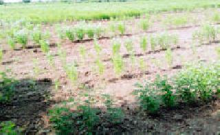 On the way to harvesting crops | पिके कोमेजण्याच्या मार्गावर