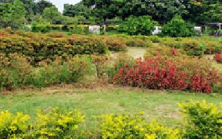 Flowers sweep out in Siemana Garden: | सेमाना उद्यानात फुलझाडे बहरली : Flowers sweep out in Siemana Garden: | सेमाना उद्यानात फुलझाडे बहरली :