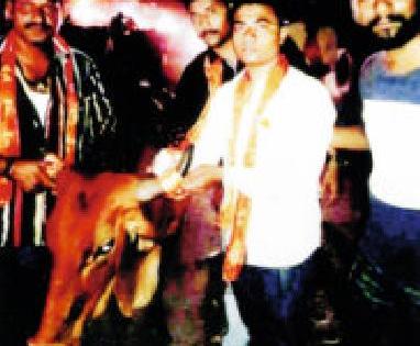 बेवारस गार्इंच्या शिंगांना लावले भगवे रेडीयम
