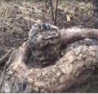 VIDEO: Puja of the tree that looks like Shivalinga | VIDEO : शिवलिंगासारख्या दिसणा- या झाडाच्या बुंध्याची पूजा