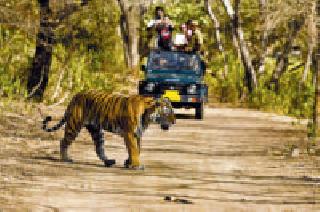 Crisps of forest tourism in Vidarbha grew | विदर्भातील जंगल पर्यटनाची क्रेझ वाढली Crisps of forest tourism in Vidarbha grew | विदर्भातील जंगल पर्यटनाची क्रेझ वाढली
