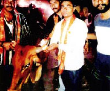 The hornless carpeted horns are called saffron radium | बेवारस गार्इंच्या शिंगाना लावले भगवे रेडीयम