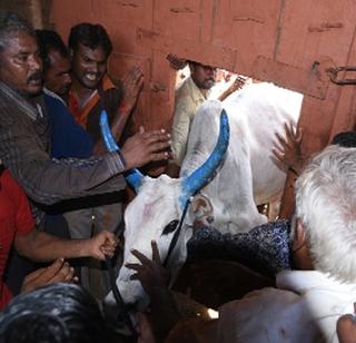 The tradition of bullock excavation through two-and-a-half-foot windows | अडीच फुटांच्या खिडकीतून बैल कुदविण्याची परंपरा