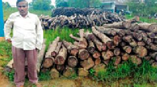 Mithimol of four lakh sagar! | चार लाखांचा सागवान मातीमोल !